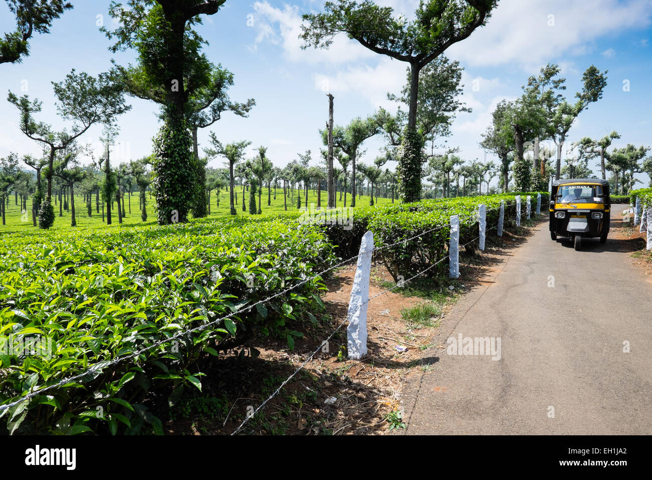 Les plantations de thé dans la région de Munnar, Inde Banque D'Images