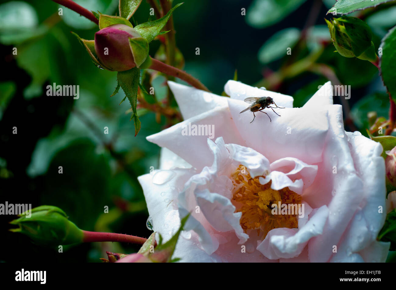 Fly sur une rose avec de la rosée. Banque D'Images