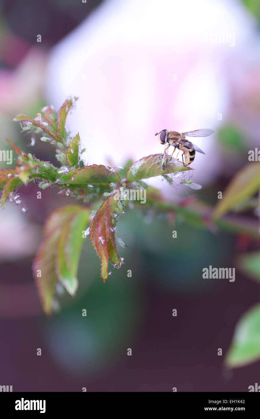 Voler sur un feuille de rose plein de pucerons. Banque D'Images