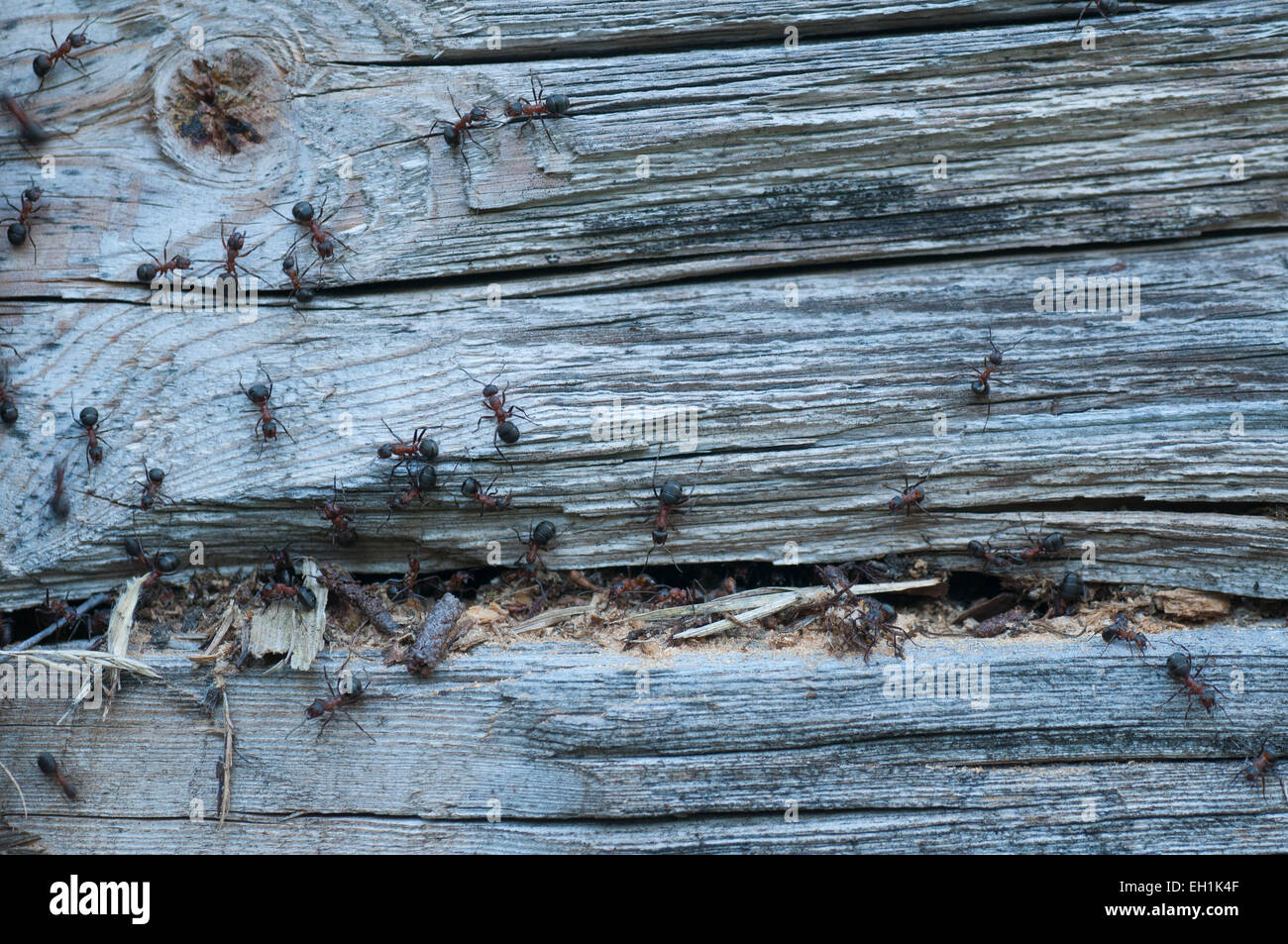 Manger des fourmis des bois vieille maison. Banque D'Images