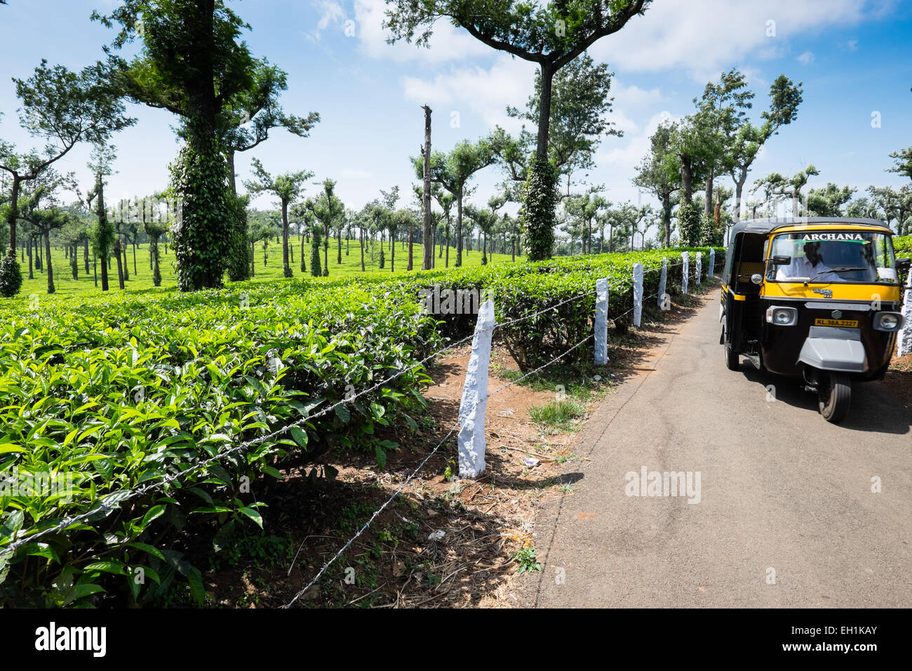 Les plantations de thé dans la région de Munnar, Inde Banque D'Images
