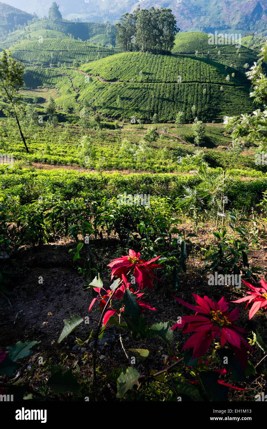 Les plantations de thé dans la région de Munnar, Inde Banque D'Images