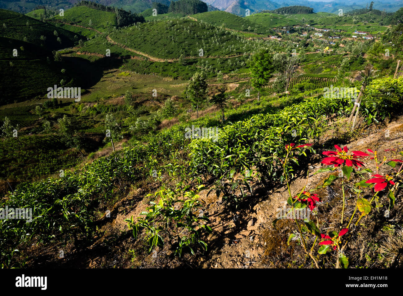 Les plantations de thé dans la région de Munnar, Inde Banque D'Images