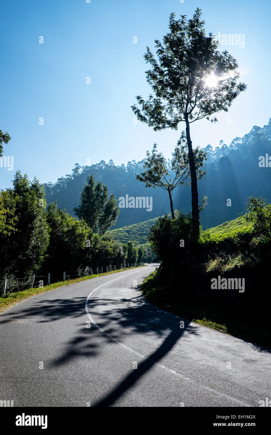 L'aube sur les plantations de thé autour de Munnar, Inde Banque D'Images