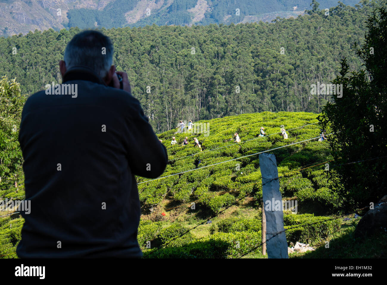Photographie de plateau pickers dans les plantations de thé autour de Munnar, Inde Banque D'Images