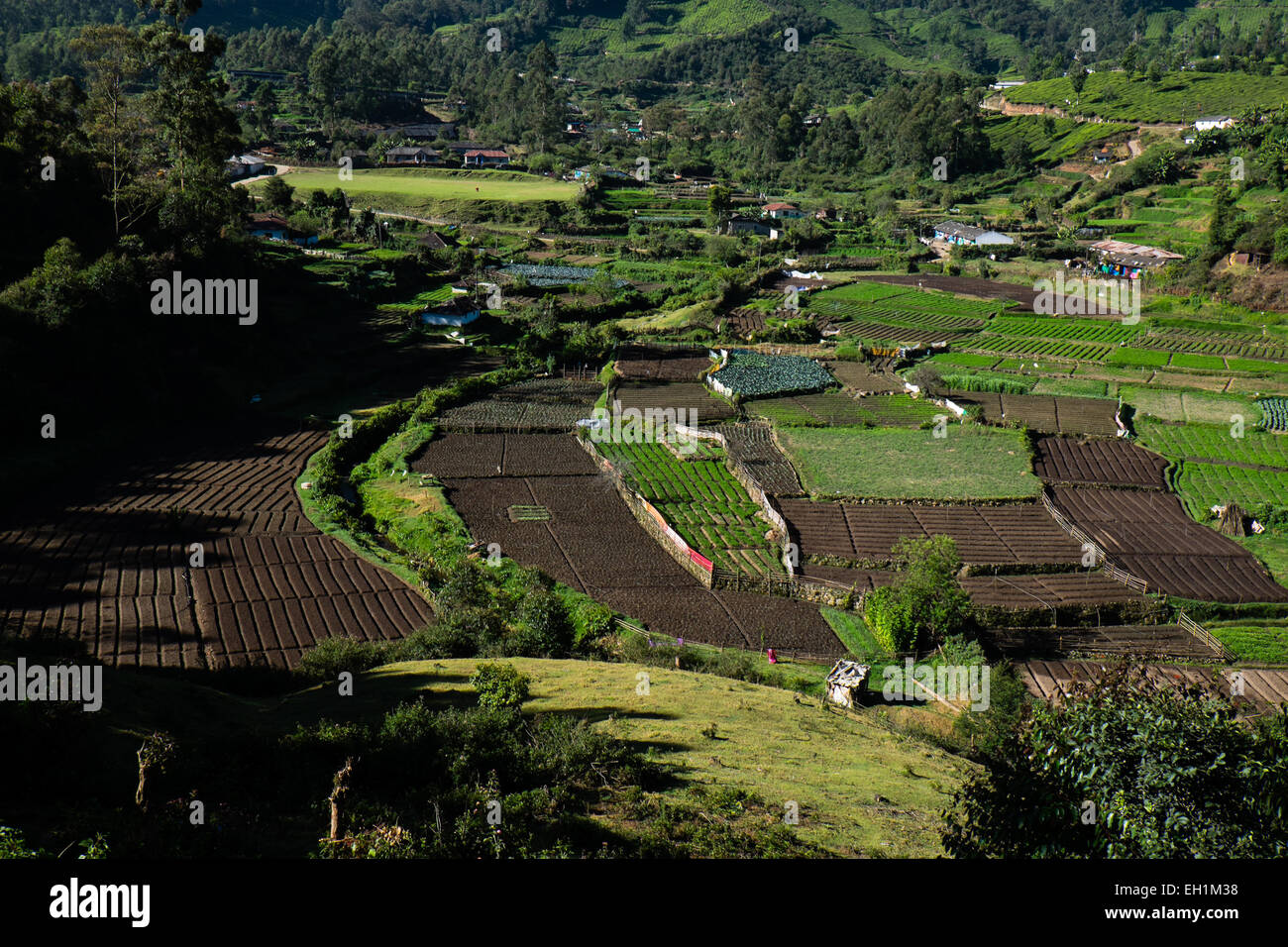 Les champs agricoles et les plantations de thé autour de Munnar, Inde Banque D'Images