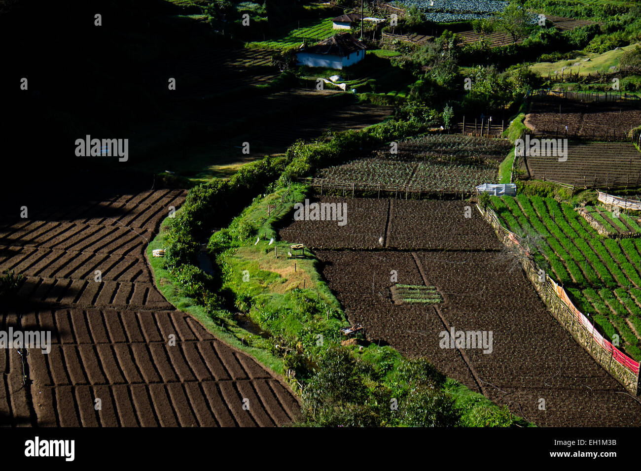 Les champs agricoles et les plantations de thé autour de Munnar, Inde Banque D'Images