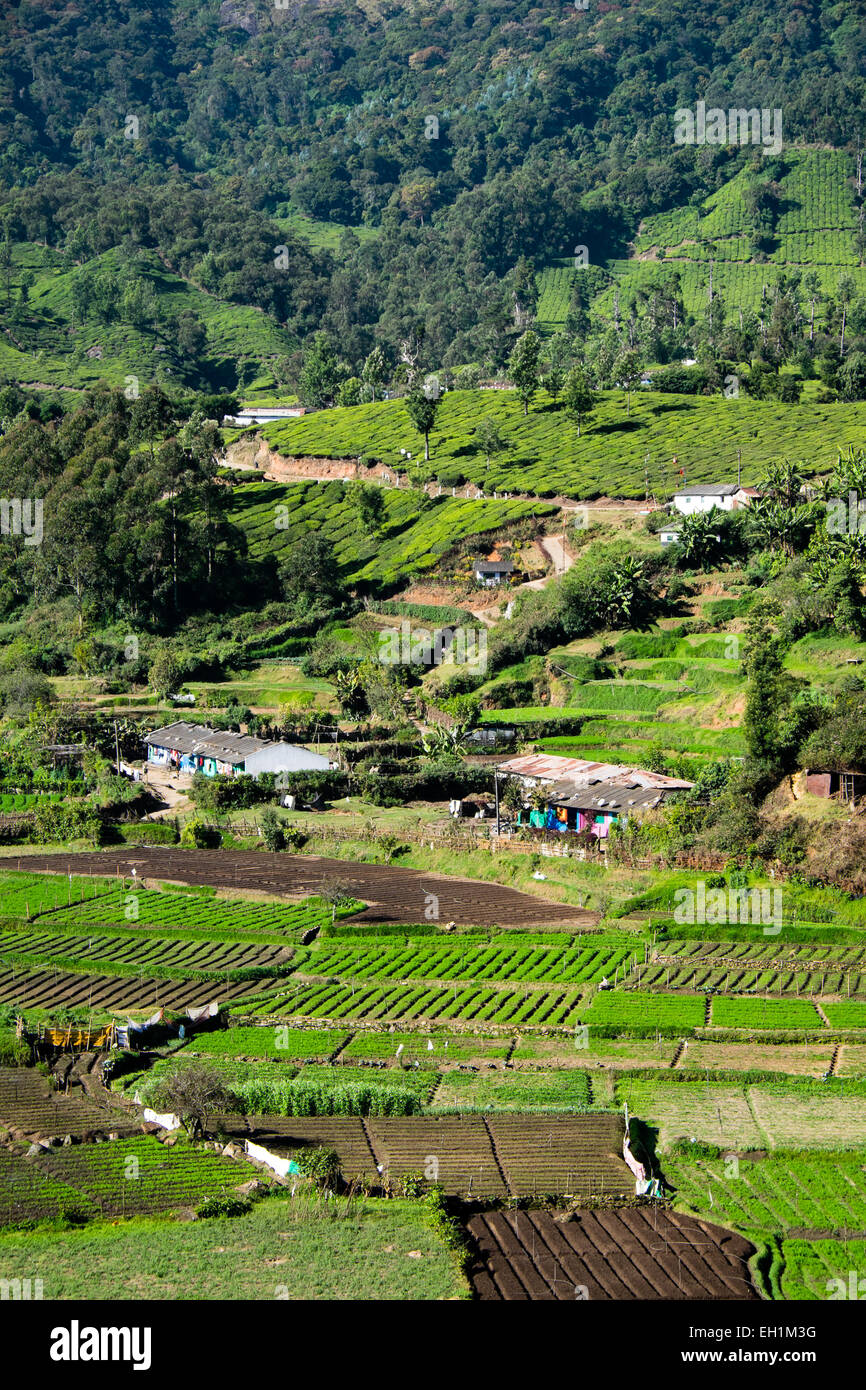 Les champs agricoles et les plantations de thé autour de Munnar, Inde Banque D'Images