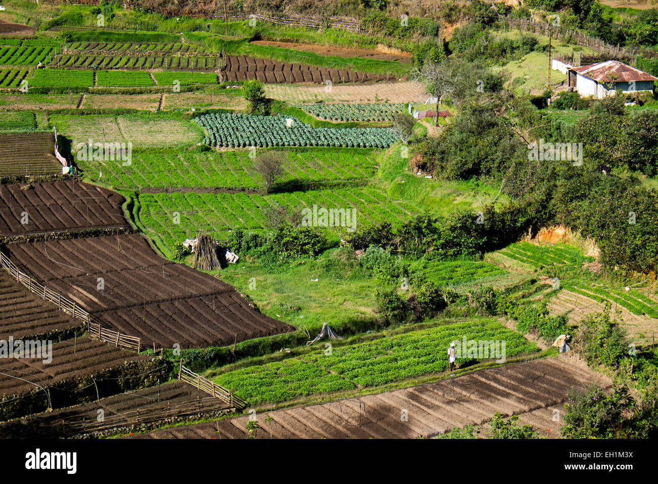 Les champs agricoles et les plantations de thé autour de Munnar, Inde Banque D'Images