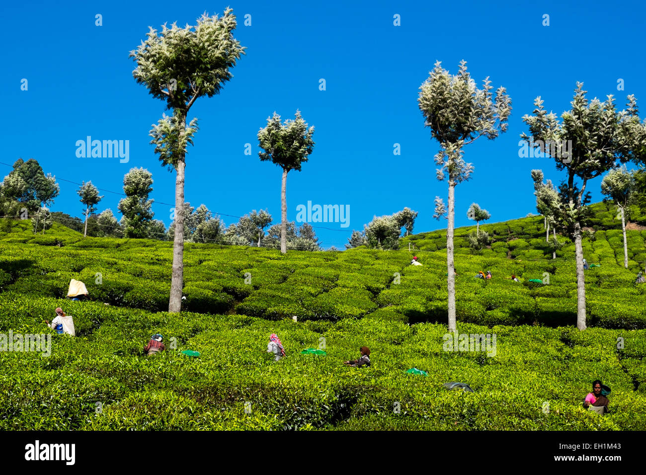 La cueillette des feuilles de thé mesdames choisissez dans les plantations dans la région de Munnar, Inde Banque D'Images