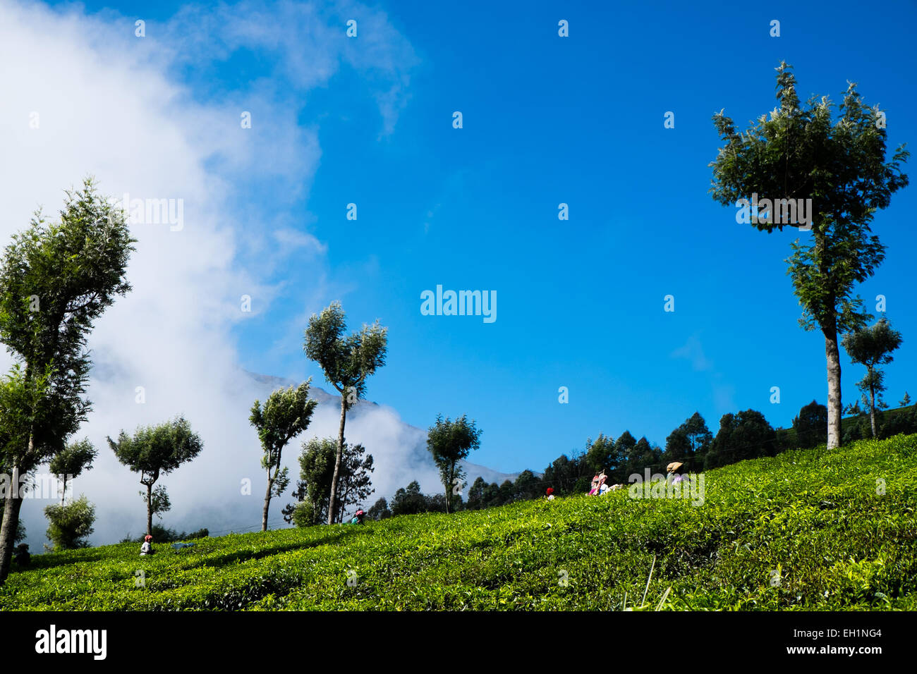 La cueillette des feuilles de thé mesdames choisissez dans les plantations dans la région de Munnar, Inde Banque D'Images