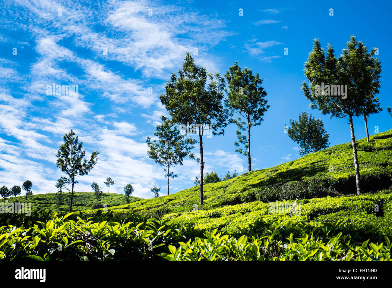 Les plantations de thé dans la région de Munnar, Inde Banque D'Images