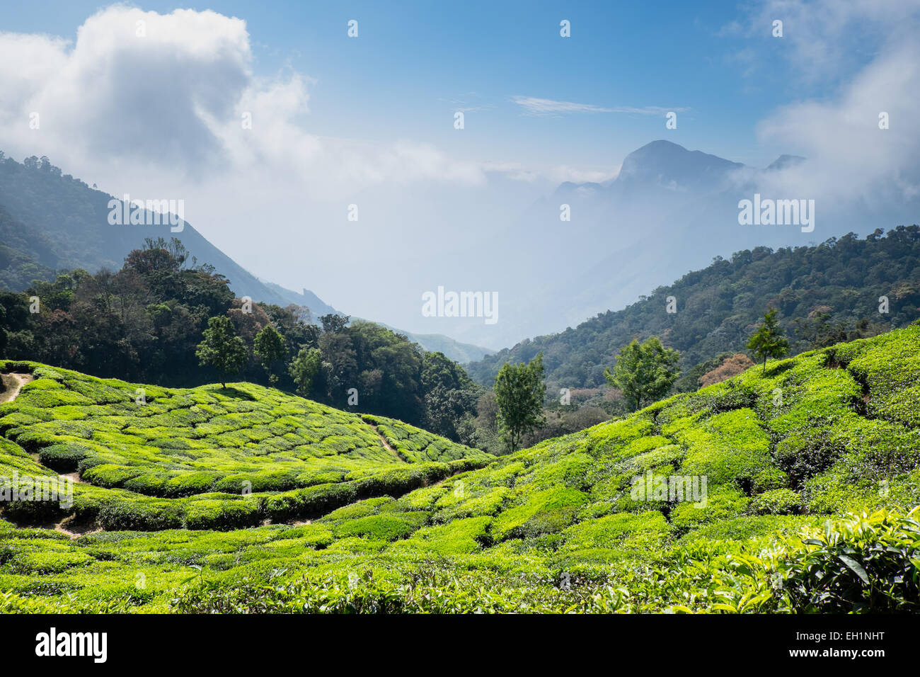 Les plantations de thé dans la région de Munnar, Inde Banque D'Images