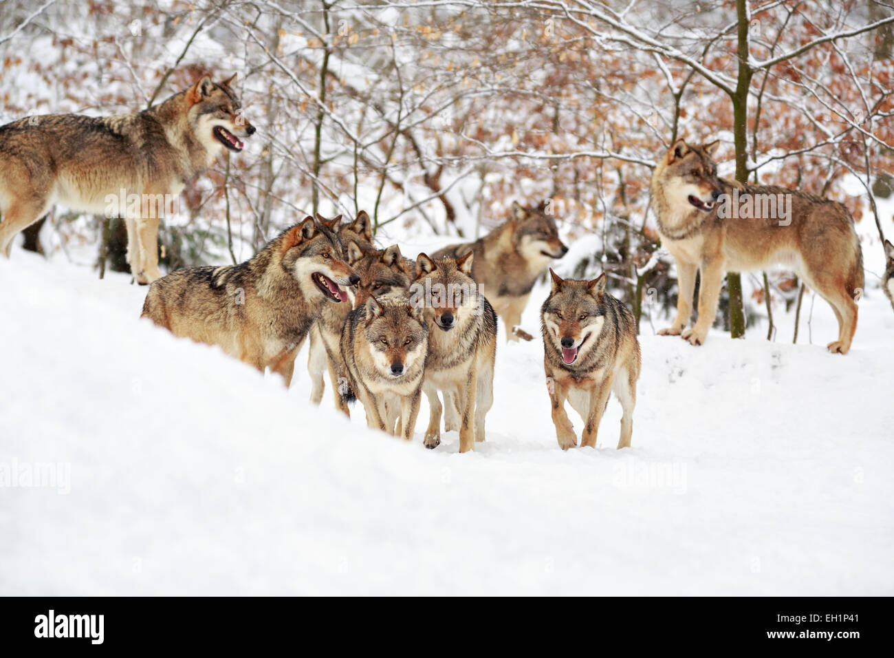 Les loups (Canis lupus) dans la neige, Wolf Pack, Neuhaus Wildlife park, Neuhaus im Solling, Basse-Saxe, Allemagne Banque D'Images