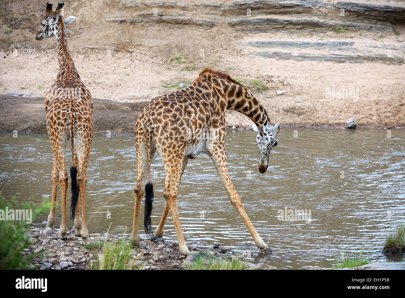 Les Masais girafes (Giraffa camelopardalis tippelskirchi) boire à la rivière Talek, Masai Mara National Reserve, Kenya Banque D'Images