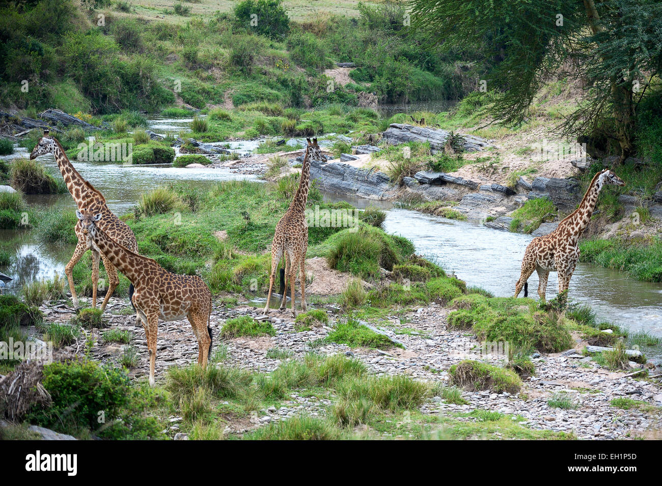 Les Masais girafes (Giraffa camelopardalis tippelskirchi), troupeau à la rivière Talek, la sauvegarde de tous les côtés Banque D'Images