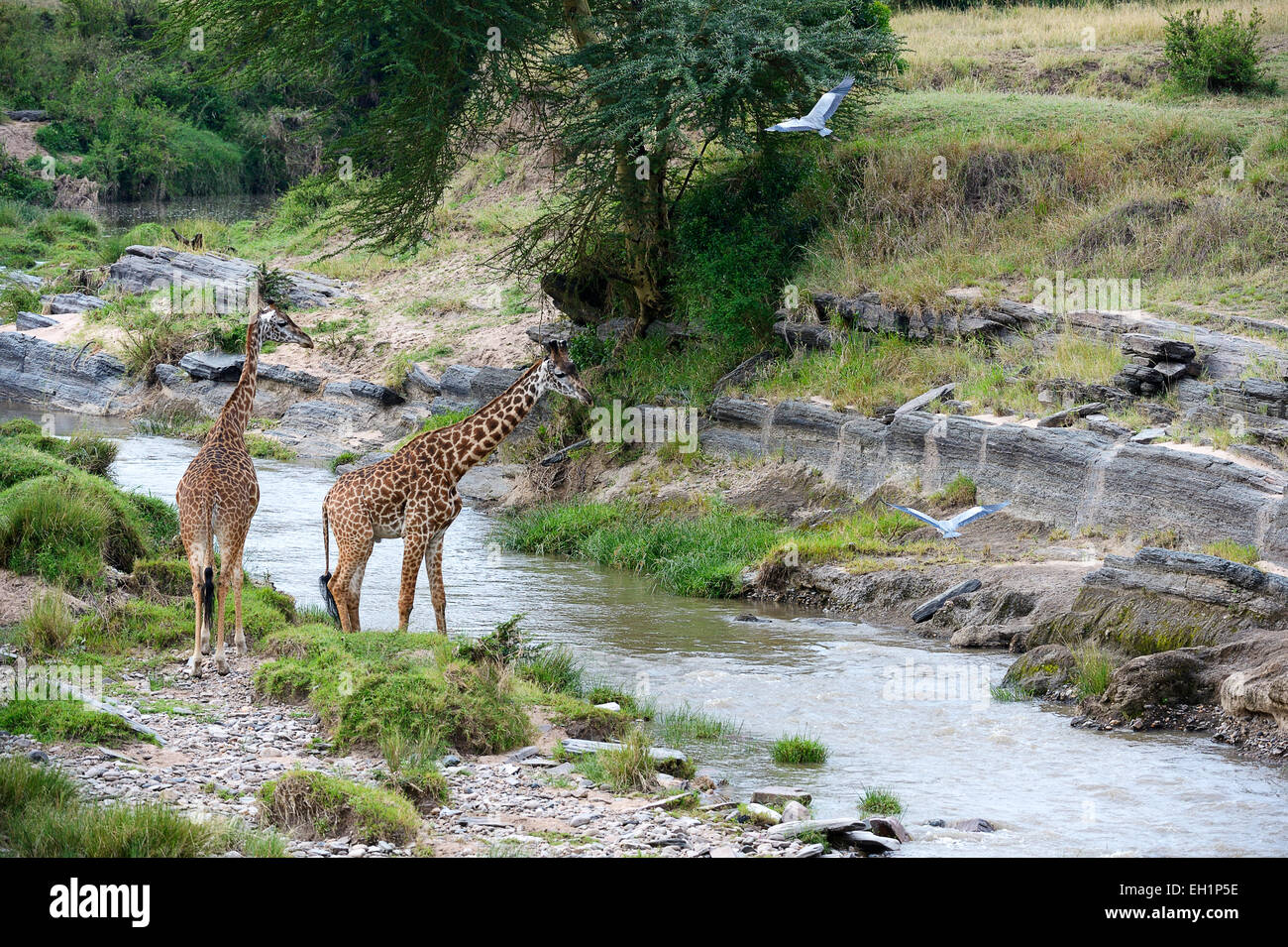 Les Masais girafes (Giraffa camelopardalis tippelskirchi) à la rivière Talek, héron cendré en vol, Maasai Mara National Reserve Banque D'Images