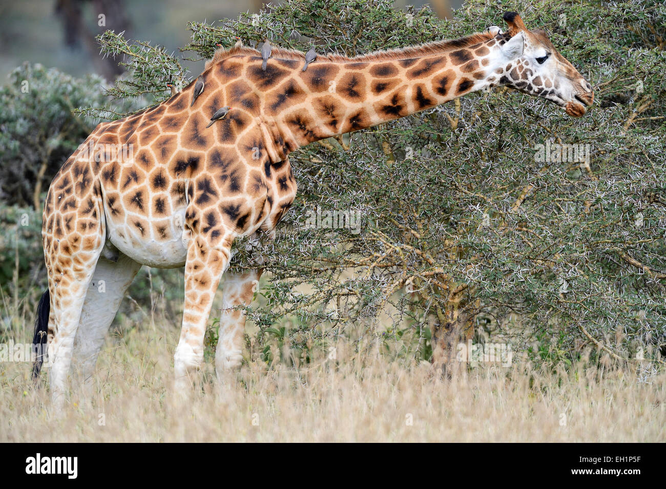 Rothschild Girafe (Giraffa camelopardalis rothschildi), se nourrissant d'un buisson, (Buphagus Oxpeckers) perché sur son dos Banque D'Images