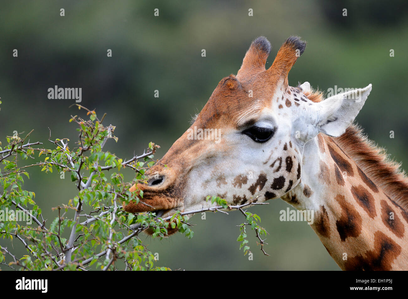 Rothschild Girafe (Giraffa camelopardalis rothschildi), se nourrissant d'un buisson, Parc national du lac Nakuru, Kenya Banque D'Images