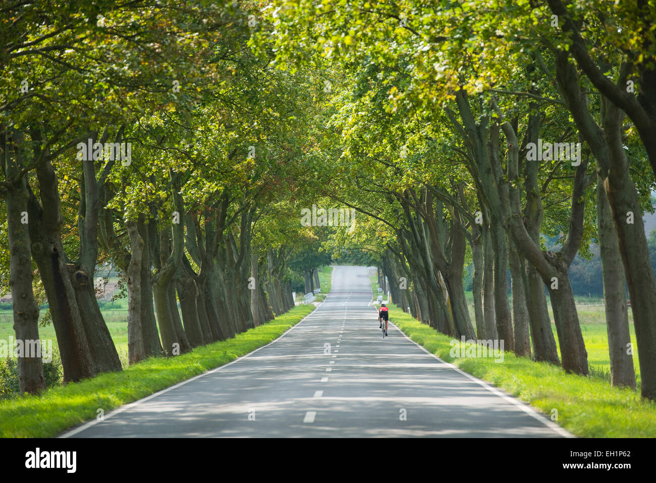 Avenue d'arbres d'érable, les érables (Acer), entre Hattorf et Beienrode, Basse-Saxe, Allemagne Banque D'Images