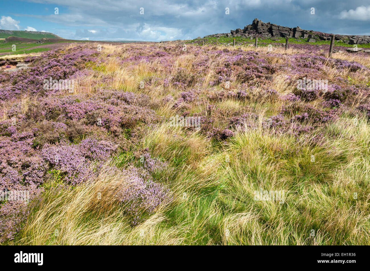 Les herbes d'été et blooming heather ci-dessous Plus Owler Tor dans le Peak District sous le soleil d'été. Banque D'Images