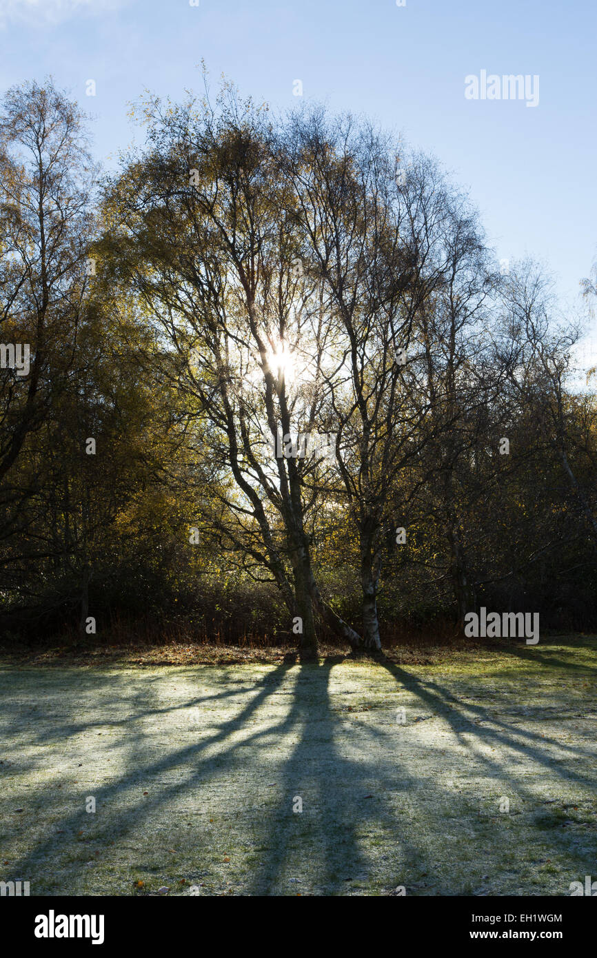 De longues ombres sur le sol glacial Banque D'Images