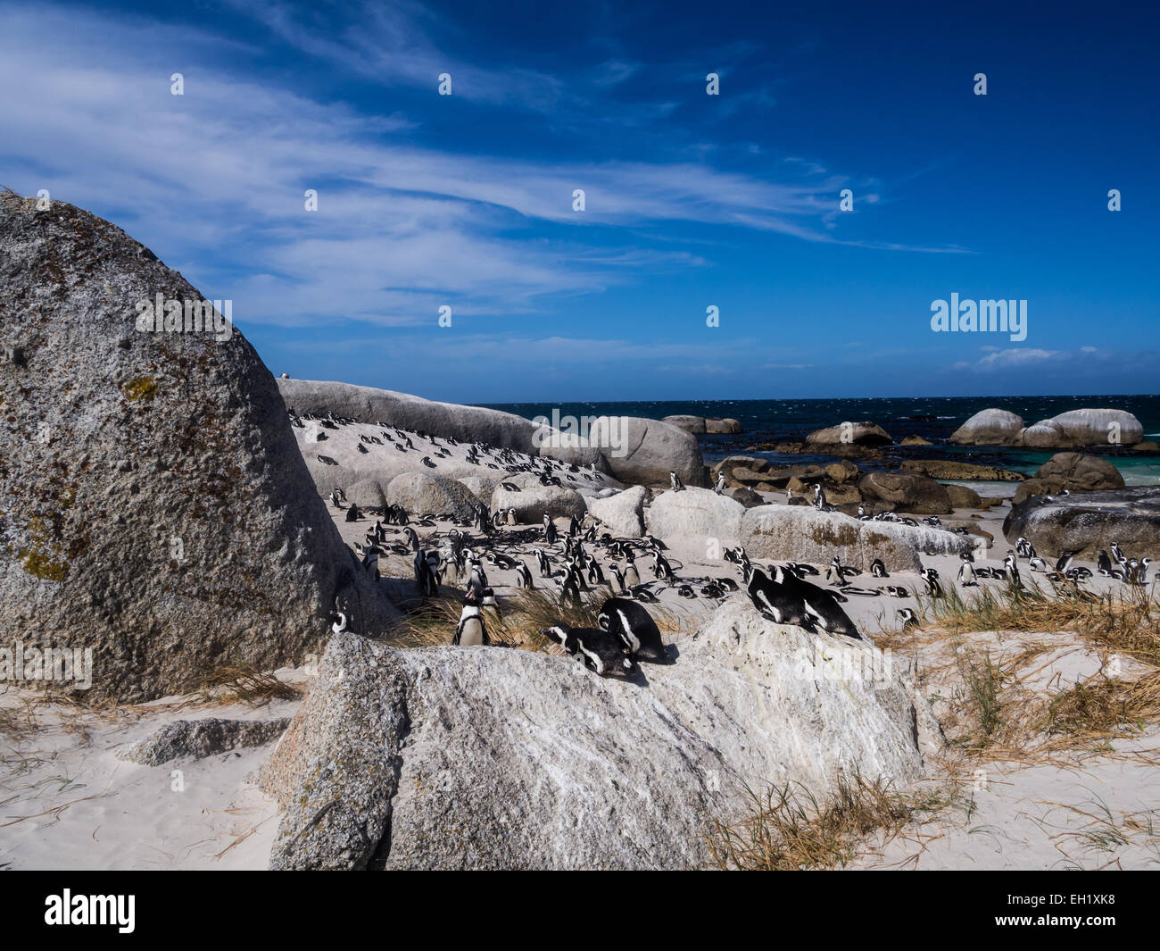 Pingouins africains, connu aussi sous le nom de pingouins Jackass ou putois pingouins sur la plage de Boulders à Simon's Town, Afrique du Sud Banque D'Images