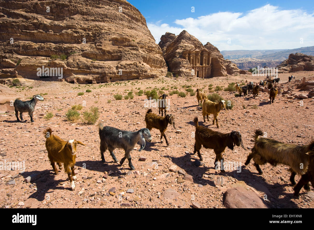 Un troupeau de chèvres en face du monastère Deir ad' à Petra en Jordanie Banque D'Images
