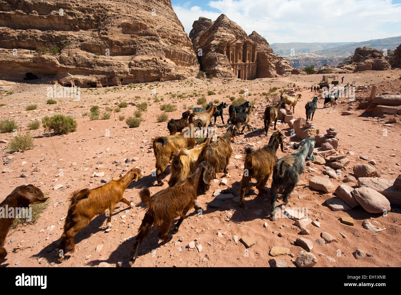 Un troupeau de chèvres en face du monastère Deir ad' à Petra en Jordanie Banque D'Images