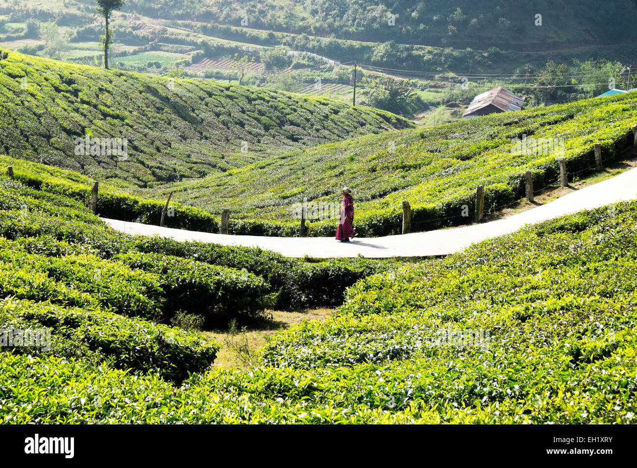 Les plantations de thé dans la région de Munnar, Inde Banque D'Images