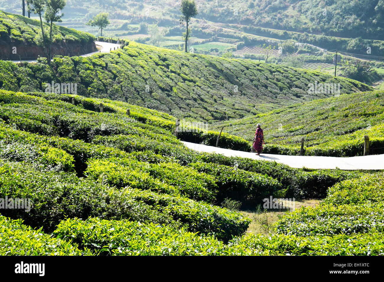 Les plantations de thé dans la région de Munnar, Inde Banque D'Images