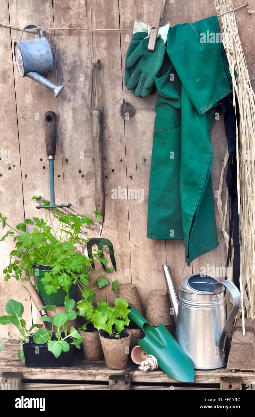 Outils et accessoires de jardinage avec des semis sur fond de bois Banque D'Images