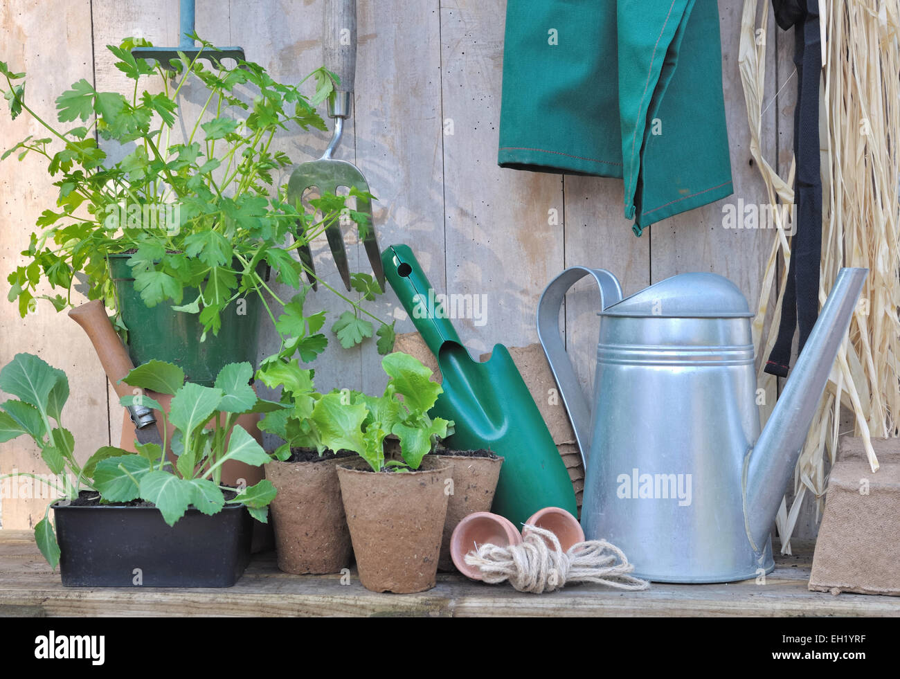 Outils et accessoires de jardinage avec des semis sur fond de bois Banque D'Images