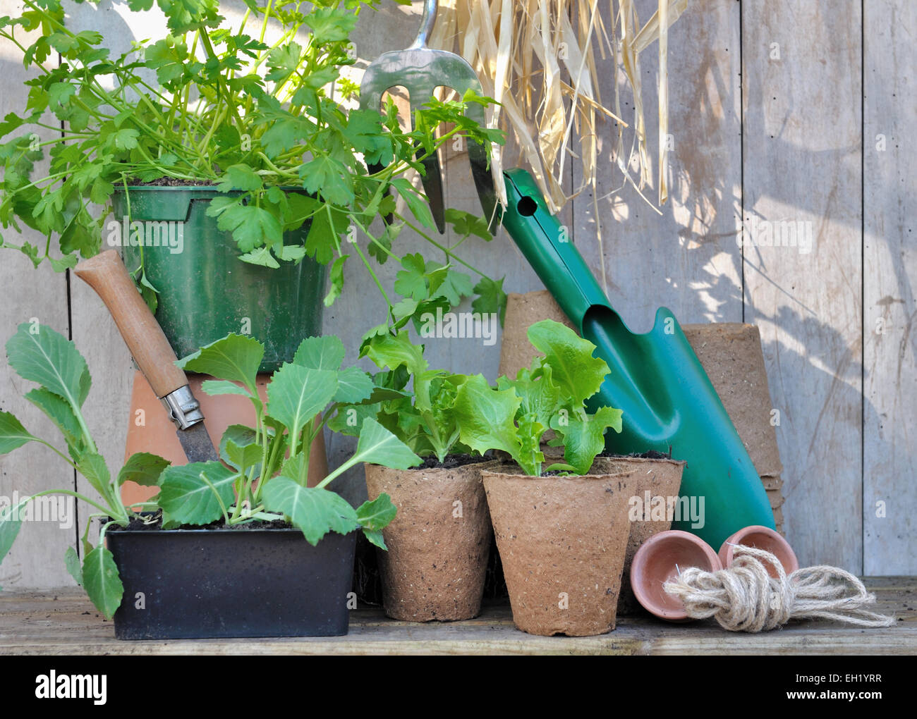 Plantes et accessoires de jardinage avec des outils sur fond de bois Banque D'Images