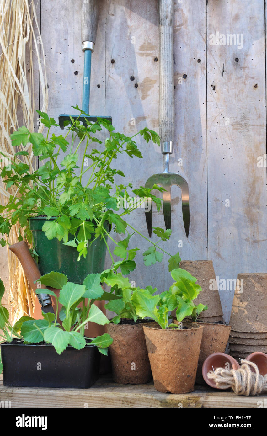 Plantes et accessoires de jardinage avec des outils sur fond de bois Banque D'Images