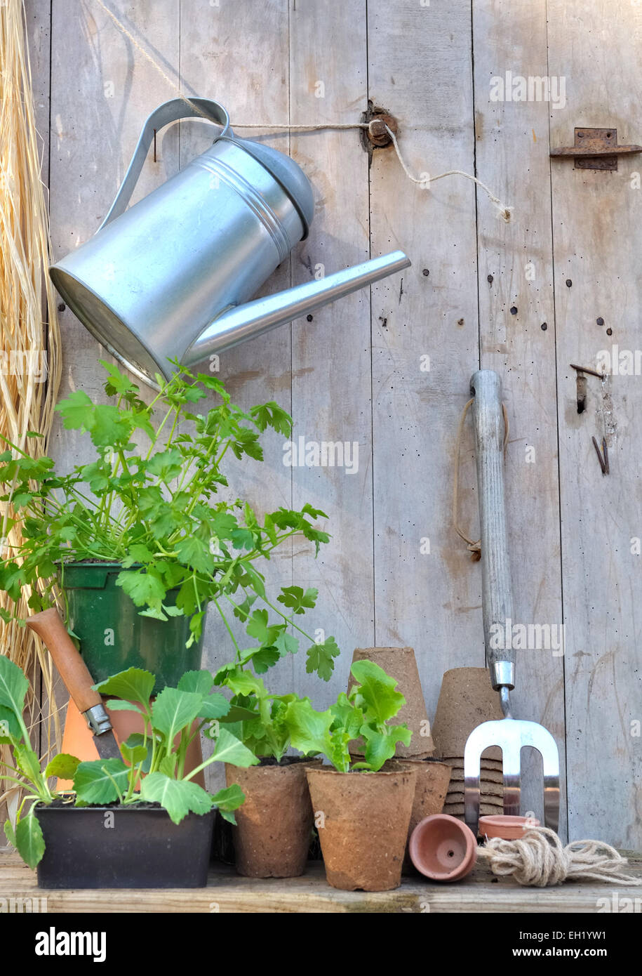 Outils et accessoires de jardinage avec des semis sur fond de bois Banque D'Images