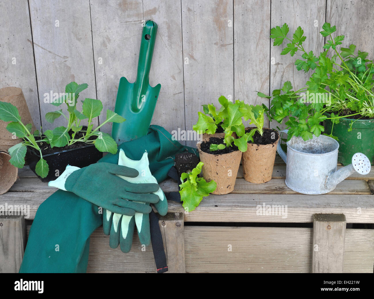 Plantes et légumes accessoires de jardinage mis sur planche en bois Banque D'Images