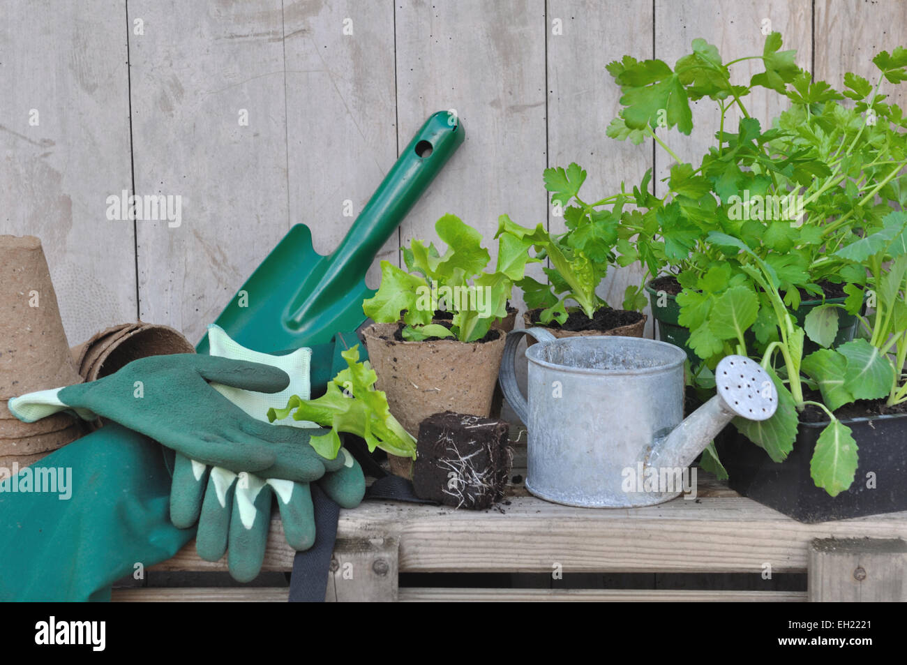 Plantes et légumes accessoires de jardinage mis sur planche en bois Banque D'Images