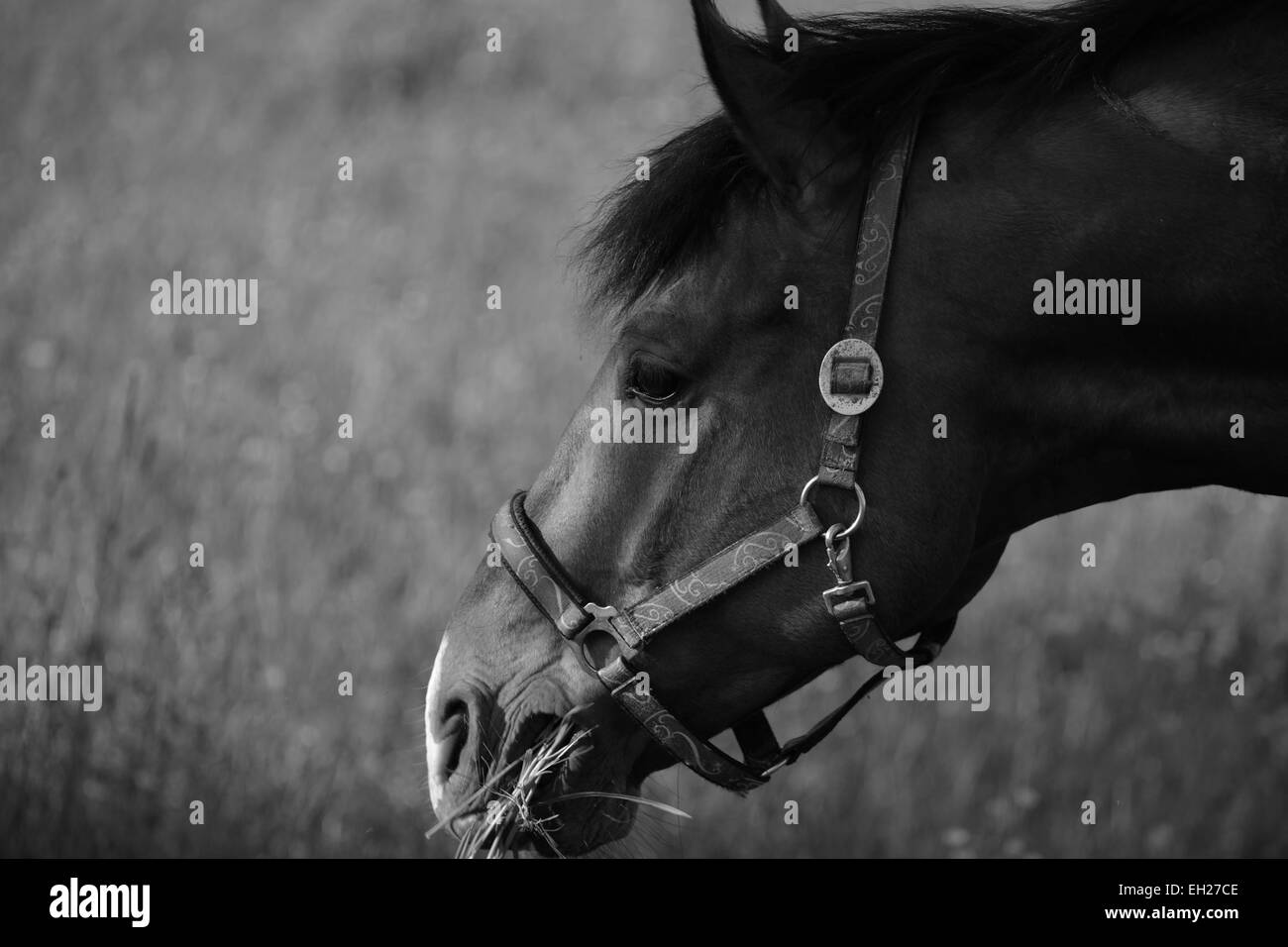 Image noir et blanc d'un cheval ayant un peu d'herbe dans un pré Banque D'Images