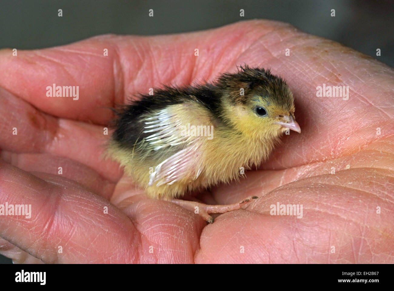 La caille d'y compris les poussins et d'œufs. Banque D'Images