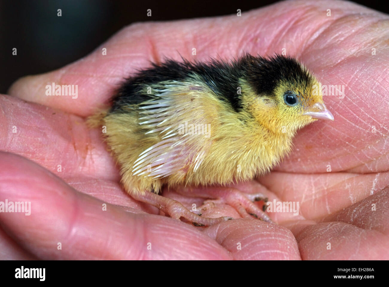 La caille d'y compris les poussins et d'œufs. Banque D'Images