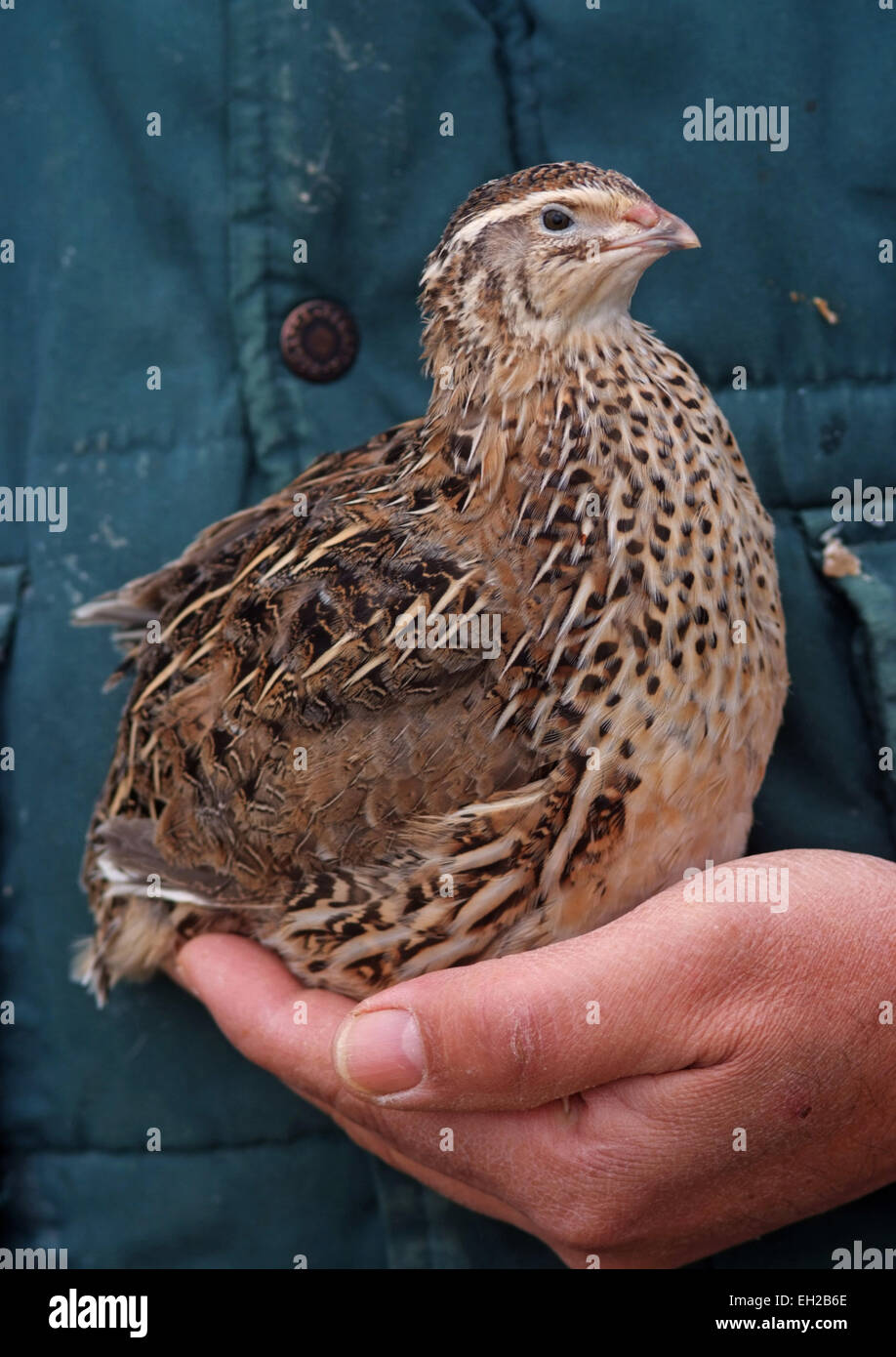 La caille d'y compris les poussins et d'œufs. Banque D'Images