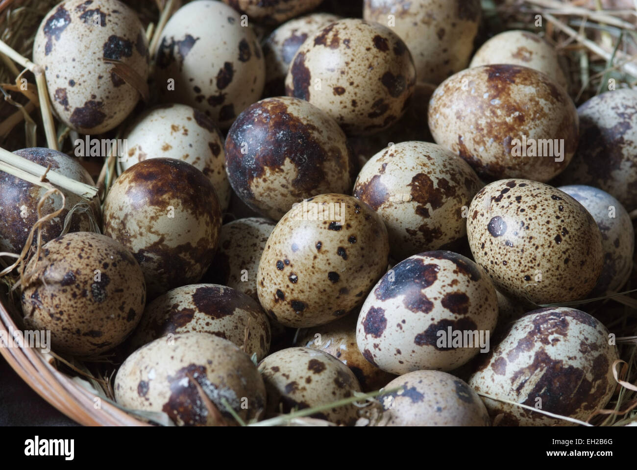 La caille d'y compris les poussins et d'œufs. Banque D'Images