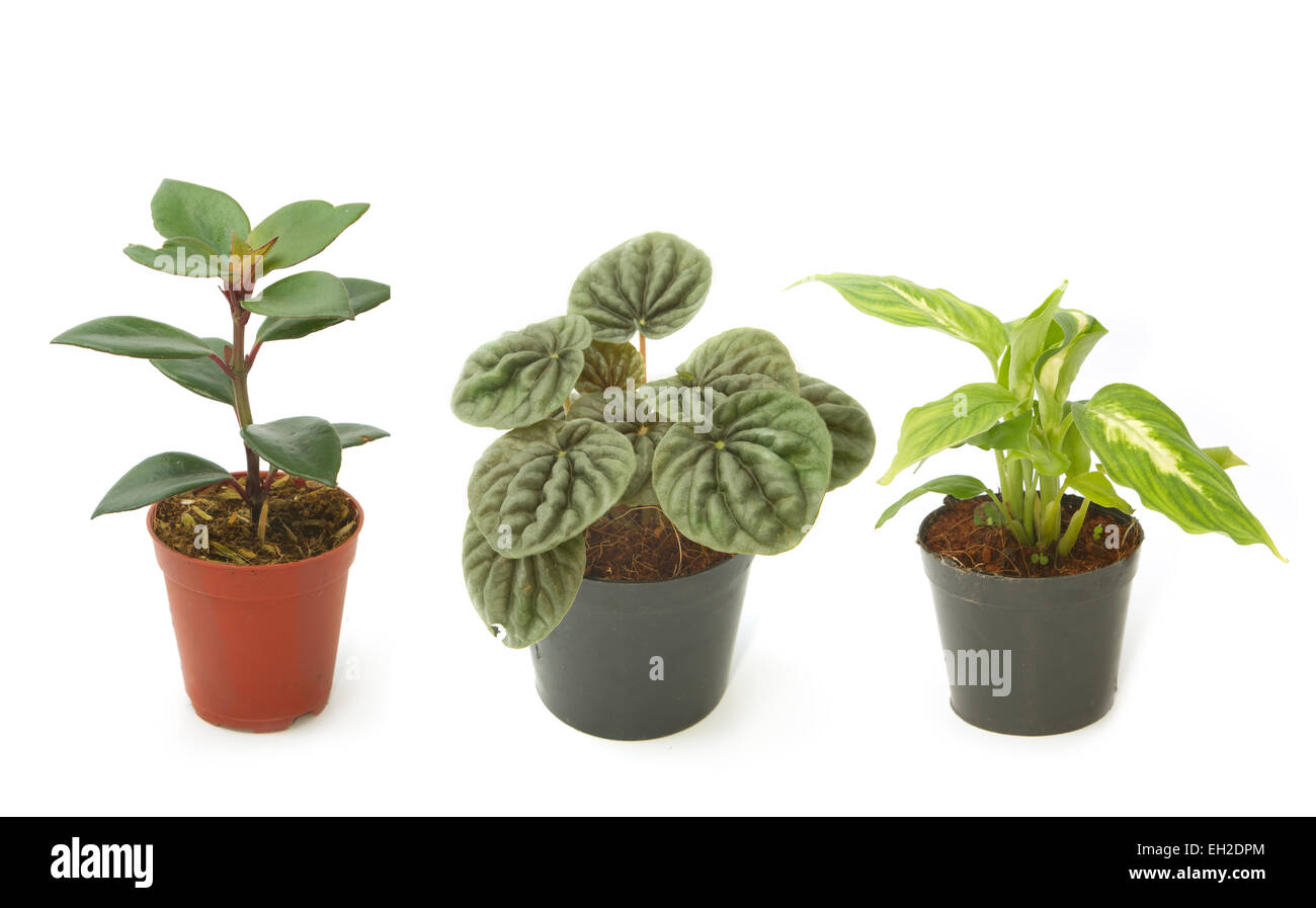 Un assortiment de plantes vertes en pots, plantes ornementales Banque D'Images