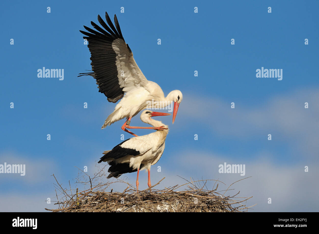 Cigognes blanches, Hesse, Allemagne Banque D'Images