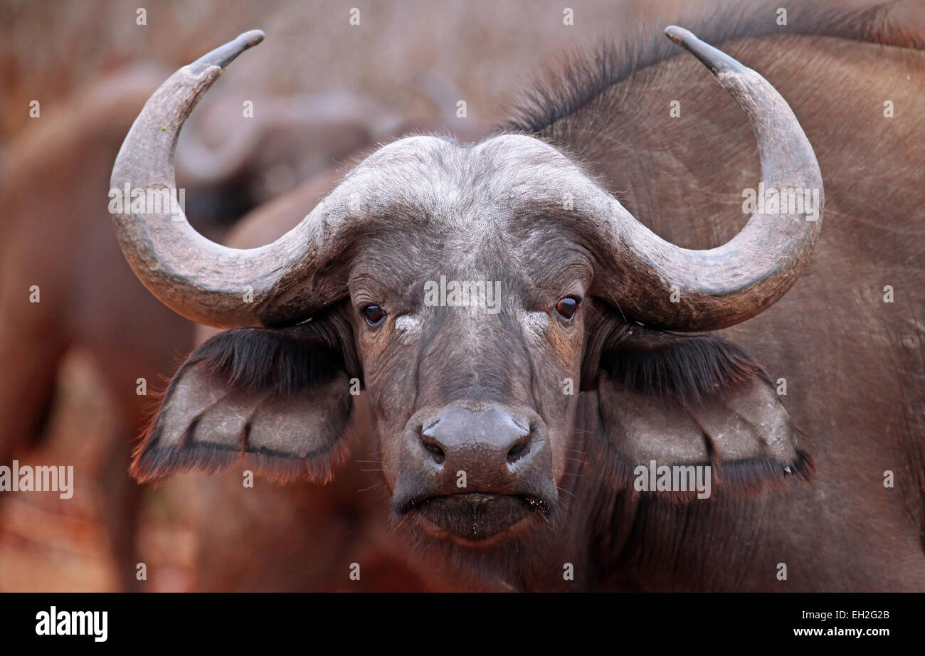 D'AFRIQUE, Syncerus caffer, Kruger National Park, Afrique du Sud Banque D'Images