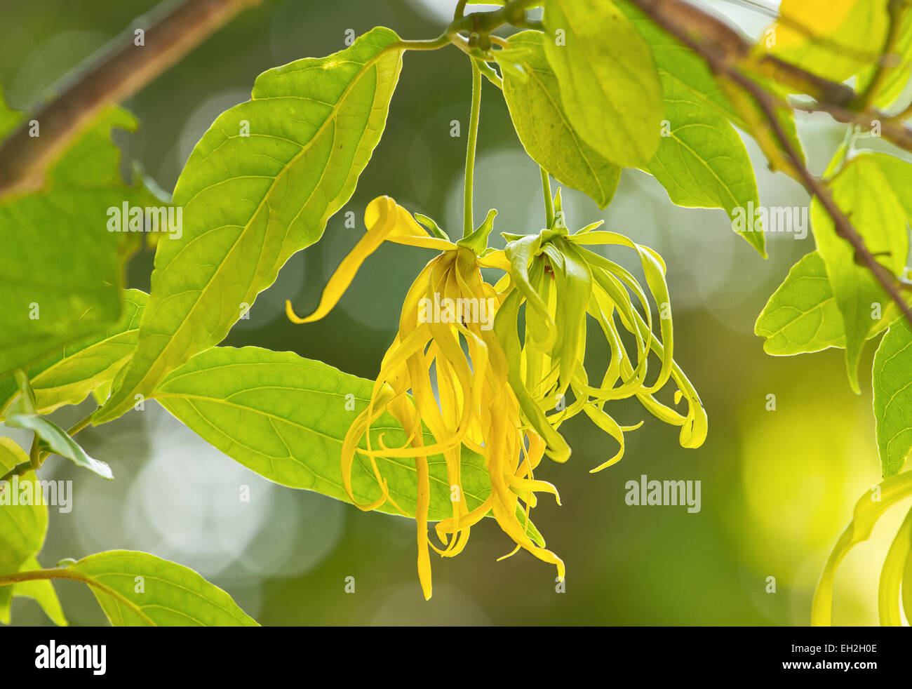 Fleur d'ylang-ylang nain de jardin en fleur Banque D'Images