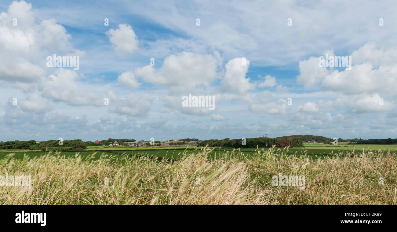 Landscpae typique de l'île néerlandaise Texel de prés, de fermes et de forêt.. Banque D'Images