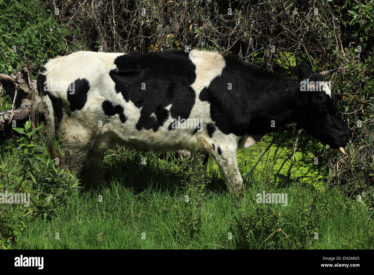 Une vache Holstein dans un pâturage sur une ferme à Cotacachi (Équateur) Banque D'Images