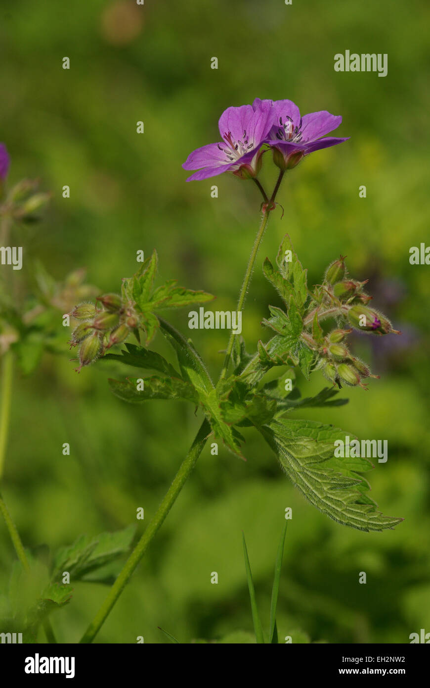 Géranium sanguin en bois - Geranium sylvaticum Smardale Banque D'Images